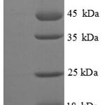 SDS-PAGE separation of QP8804 followed by commassie total protein stain results in a primary band consistent with reported data for Biosynthetic arginine decarboxylase. These data demonstrate Greater than 90% as determined by SDS-PAGE.