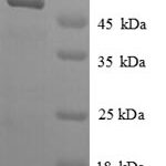 SDS-PAGE separation of QP8805 followed by commassie total protein stain results in a primary band consistent with reported data for Adenosylhomocysteinase. These data demonstrate Greater than 90% as determined by SDS-PAGE.