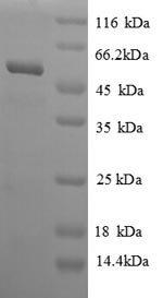 SDS-PAGE separation of QP8805 followed by commassie total protein stain results in a primary band consistent with reported data for Adenosylhomocysteinase. These data demonstrate Greater than 90% as determined by SDS-PAGE.