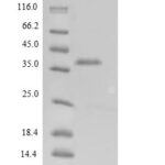 SDS-PAGE separation of QP8806 followed by commassie total protein stain results in a primary band consistent with reported data for Zona pellucida sperm-binding protein 3. These data demonstrate Greater than 90% as determined by SDS-PAGE.