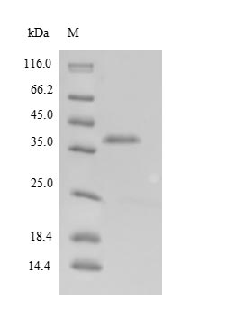SDS-PAGE separation of QP8806 followed by commassie total protein stain results in a primary band consistent with reported data for Zona pellucida sperm-binding protein 3. These data demonstrate Greater than 90% as determined by SDS-PAGE.