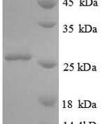 SDS-PAGE separation of QP8807 followed by commassie total protein stain results in a primary band consistent with reported data for ORM2. These data demonstrate Greater than 90% as determined by SDS-PAGE.