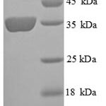 SDS-PAGE separation of QP8808 followed by commassie total protein stain results in a primary band consistent with reported data for Ceruloplasmin. These data demonstrate Greater than 90% as determined by SDS-PAGE.