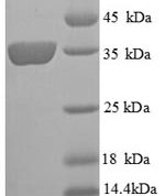 SDS-PAGE separation of QP8808 followed by commassie total protein stain results in a primary band consistent with reported data for Ceruloplasmin. These data demonstrate Greater than 90% as determined by SDS-PAGE.