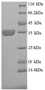 SDS-PAGE separation of QP8808 followed by commassie total protein stain results in a primary band consistent with reported data for Ceruloplasmin. These data demonstrate Greater than 90% as determined by SDS-PAGE.