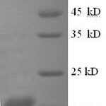 SDS-PAGE separation of QP8811 followed by commassie total protein stain results in a primary band consistent with reported data for IFNG / Interferon Gamma Protein. These data demonstrate Greater than 90% as determined by SDS-PAGE.