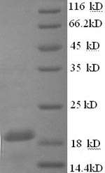 SDS-PAGE separation of QP8811 followed by commassie total protein stain results in a primary band consistent with reported data for IFNG / Interferon Gamma Protein. These data demonstrate Greater than 90% as determined by SDS-PAGE.