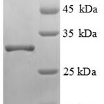 SDS-PAGE separation of QP8812 followed by commassie total protein stain results in a primary band consistent with reported data for ENPEP / Aminopeptidase A. These data demonstrate Greater than 90% as determined by SDS-PAGE.