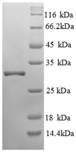 SDS-PAGE separation of QP8812 followed by commassie total protein stain results in a primary band consistent with reported data for ENPEP / Aminopeptidase A. These data demonstrate Greater than 90% as determined by SDS-PAGE.