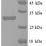 SDS-PAGE separation of QP8813 followed by commassie total protein stain results in a primary band consistent with reported data for Egl nine homolog 3. These data demonstrate Greater than 90% as determined by SDS-PAGE.