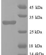 SDS-PAGE separation of QP8813 followed by commassie total protein stain results in a primary band consistent with reported data for Egl nine homolog 3. These data demonstrate Greater than 90% as determined by SDS-PAGE.