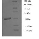 SDS-PAGE separation of QP8814 followed by commassie total protein stain results in a primary band consistent with reported data for HLA-DPB1. These data demonstrate Greater than 90% as determined by SDS-PAGE.