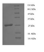 SDS-PAGE separation of QP8814 followed by commassie total protein stain results in a primary band consistent with reported data for HLA-DPB1. These data demonstrate Greater than 90% as determined by SDS-PAGE.