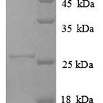 SDS-PAGE separation of QP8815 followed by commassie total protein stain results in a primary band consistent with reported data for HLA-DPA1. These data demonstrate Greater than 90% as determined by SDS-PAGE.