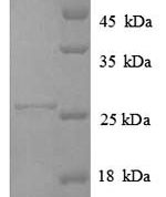 SDS-PAGE separation of QP8815 followed by commassie total protein stain results in a primary band consistent with reported data for HLA-DPA1. These data demonstrate Greater than 90% as determined by SDS-PAGE.