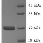 SDS-PAGE separation of QP8816 followed by commassie total protein stain results in a primary band consistent with reported data for HLA-DQA2. These data demonstrate Greater than 90% as determined by SDS-PAGE.