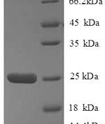 SDS-PAGE separation of QP8816 followed by commassie total protein stain results in a primary band consistent with reported data for HLA-DQA2. These data demonstrate Greater than 90% as determined by SDS-PAGE.