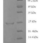 SDS-PAGE separation of QP8817 followed by commassie total protein stain results in a primary band consistent with reported data for HLA-DQA1. These data demonstrate Greater than 80% as determined by SDS-PAGE.