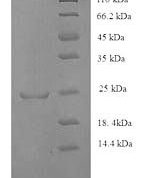 SDS-PAGE separation of QP8817 followed by commassie total protein stain results in a primary band consistent with reported data for HLA-DQA1. These data demonstrate Greater than 80% as determined by SDS-PAGE.