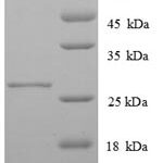 SDS-PAGE separation of QP8818 followed by commassie total protein stain results in a primary band consistent with reported data for MHC class II antigen. These data demonstrate Greater than 90% as determined by SDS-PAGE.