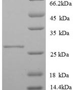 SDS-PAGE separation of QP8818 followed by commassie total protein stain results in a primary band consistent with reported data for MHC class II antigen. These data demonstrate Greater than 90% as determined by SDS-PAGE.