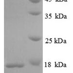 SDS-PAGE separation of QP8820 followed by commassie total protein stain results in a primary band consistent with reported data for Immunogenic protein MPT63. These data demonstrate Greater than 90% as determined by SDS-PAGE.