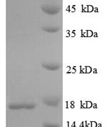SDS-PAGE separation of QP8820 followed by commassie total protein stain results in a primary band consistent with reported data for Immunogenic protein MPT63. These data demonstrate Greater than 90% as determined by SDS-PAGE.