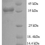 SDS-PAGE separation of QP8821 followed by commassie total protein stain results in a primary band consistent with reported data for Phosphate-binding protein PstS 1. These data demonstrate Greater than 90% as determined by SDS-PAGE.