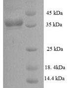 SDS-PAGE separation of QP8821 followed by commassie total protein stain results in a primary band consistent with reported data for Phosphate-binding protein PstS 1. These data demonstrate Greater than 90% as determined by SDS-PAGE.