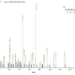 SEQUEST analysis of LC MS/MS spectra obtained from a run with QP8823 identified a match between this protein and the spectra of a peptide sequence that matches a region of Titin.