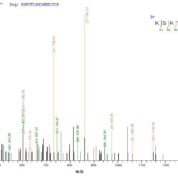 SEQUEST analysis of LC MS/MS spectra obtained from a run with QP8823 identified a match between this protein and the spectra of a peptide sequence that matches a region of Titin.