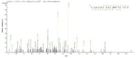 SEQUEST analysis of LC MS/MS spectra obtained from a run with QP8823 identified a match between this protein and the spectra of a peptide sequence that matches a region of Titin.