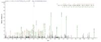 Additional SEQUEST analysis of the LC MS/MS spectra from QP8823 identified an additional between this protein and the spectra of another peptide sequence that matches a region of Titin confirming successful recombinant synthesis.