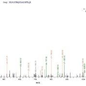 SEQUEST analysis of LC MS/MS spectra obtained from a run with QP8824 identified a match between this protein and the spectra of a peptide sequence that matches a region of HLA-B.