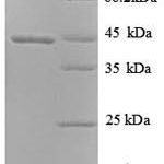 SDS-PAGE separation of QP8827 followed by commassie total protein stain results in a primary band consistent with reported data for DCX. These data demonstrate Greater than 90% as determined by SDS-PAGE.