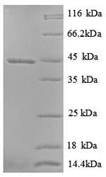 SDS-PAGE separation of QP8827 followed by commassie total protein stain results in a primary band consistent with reported data for DCX. These data demonstrate Greater than 90% as determined by SDS-PAGE.