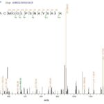 SEQUEST analysis of LC MS/MS spectra obtained from a run with QP8829 identified a match between this protein and the spectra of a peptide sequence that matches a region of Cathepsin F.