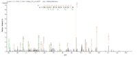 SEQUEST analysis of LC MS/MS spectra obtained from a run with QP8829 identified a match between this protein and the spectra of a peptide sequence that matches a region of Cathepsin F.