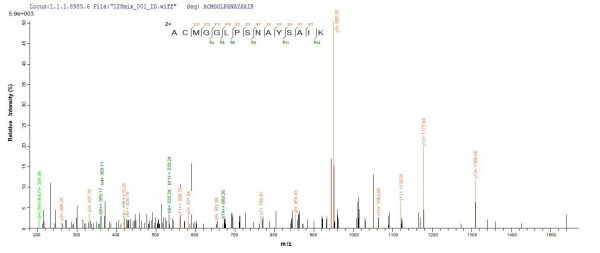 SEQUEST analysis of LC MS/MS spectra obtained from a run with QP8829 identified a match between this protein and the spectra of a peptide sequence that matches a region of Cathepsin F.