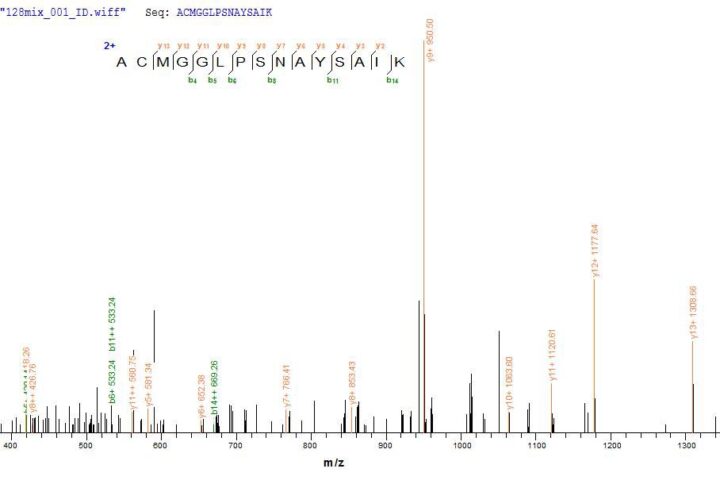 SEQUEST analysis of LC MS/MS spectra obtained from a run with QP8829 identified a match between this protein and the spectra of a peptide sequence that matches a region of Cathepsin F.