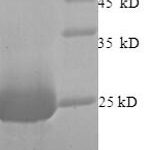 SDS-PAGE separation of QP8832 followed by commassie total protein stain results in a primary band consistent with reported data for Vesicle-fusing ATPase. These data demonstrate Greater than 90% as determined by SDS-PAGE.