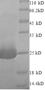 SDS-PAGE separation of QP8832 followed by commassie total protein stain results in a primary band consistent with reported data for Vesicle-fusing ATPase. These data demonstrate Greater than 90% as determined by SDS-PAGE.