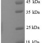 SDS-PAGE separation of QP8834 followed by commassie total protein stain results in a primary band consistent with reported data for CASP7 / caspase 7 / MCH3. These data demonstrate Greater than 90% as determined by SDS-PAGE.