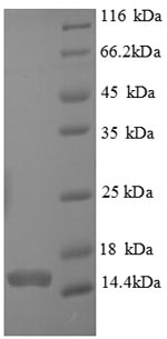 SDS-PAGE separation of QP8834 followed by commassie total protein stain results in a primary band consistent with reported data for CASP7 / caspase 7 / MCH3. These data demonstrate Greater than 90% as determined by SDS-PAGE.