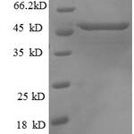 SDS-PAGE separation of QP8835 followed by commassie total protein stain results in a primary band consistent with reported data for p53 / TP53. These data demonstrate Greater than 90% as determined by SDS-PAGE.