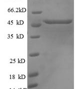 SDS-PAGE separation of QP8835 followed by commassie total protein stain results in a primary band consistent with reported data for p53 / TP53. These data demonstrate Greater than 90% as determined by SDS-PAGE.