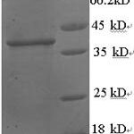 SDS-PAGE separation of QP8838 followed by commassie total protein stain results in a primary band consistent with reported data for Protein Wnt-3a. These data demonstrate Greater than 90% as determined by SDS-PAGE.