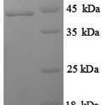 SDS-PAGE separation of QP8840 followed by commassie total protein stain results in a primary band consistent with reported data for IFNG / Interferon Gamma Protein. These data demonstrate Greater than 90% as determined by SDS-PAGE.