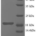 SDS-PAGE separation of QP8841 followed by commassie total protein stain results in a primary band consistent with reported data for IFNG / Interferon Gamma Protein. These data demonstrate Greater than 90% as determined by SDS-PAGE.