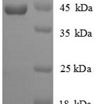 SDS-PAGE separation of QP8842 followed by commassie total protein stain results in a primary band consistent with reported data for IFNG / Interferon Gamma Protein. These data demonstrate Greater than 90% as determined by SDS-PAGE.